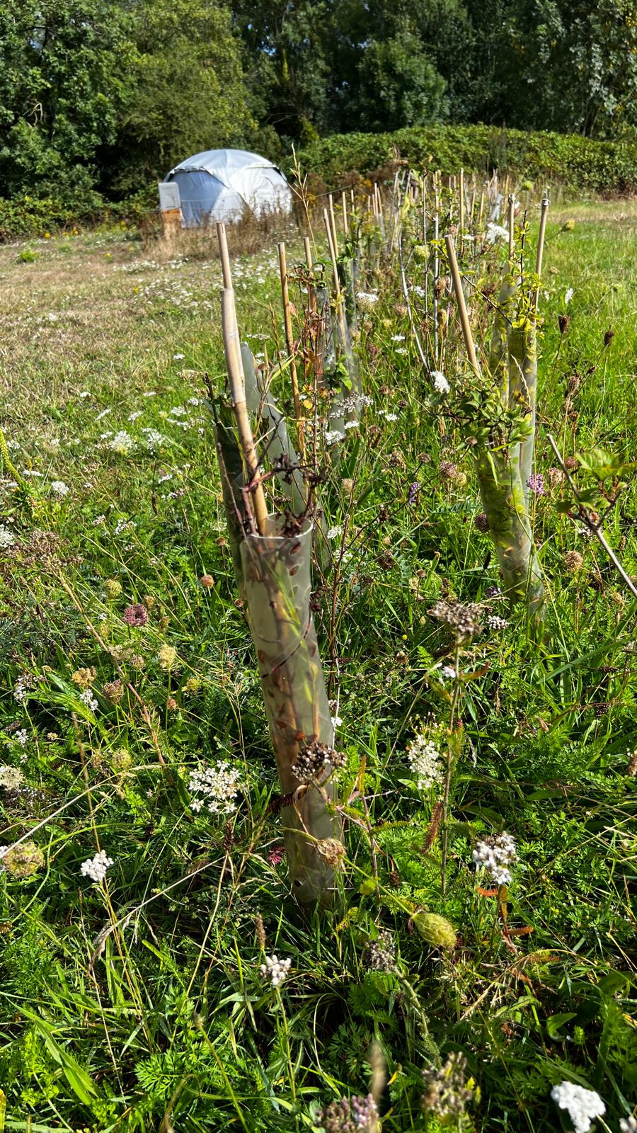 The row of young native hedge plants, staked with bamboo canes and sleeved in plant guards