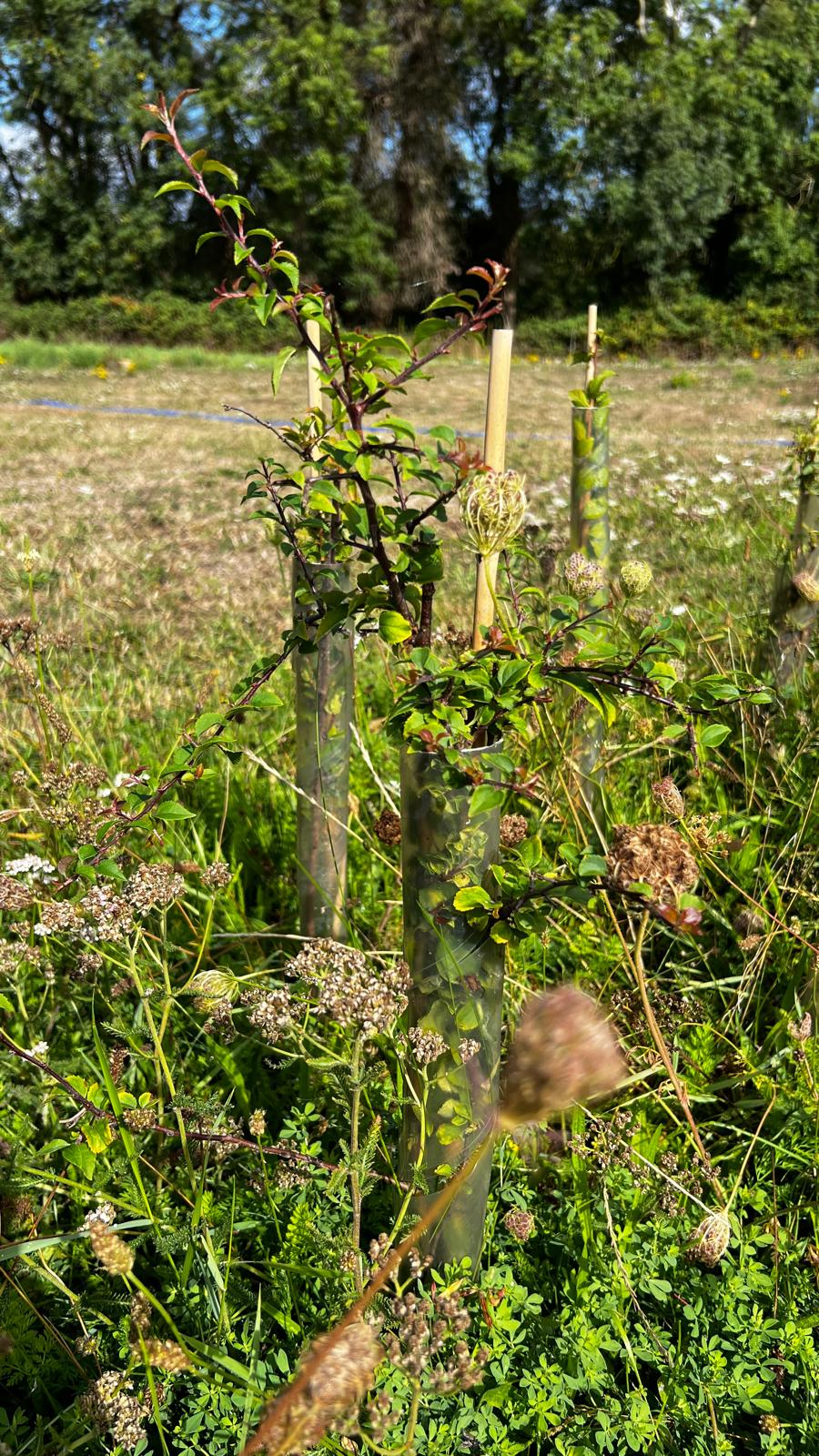 A young native hedge plant with fresh growth, staked and sleeved in its plant guard