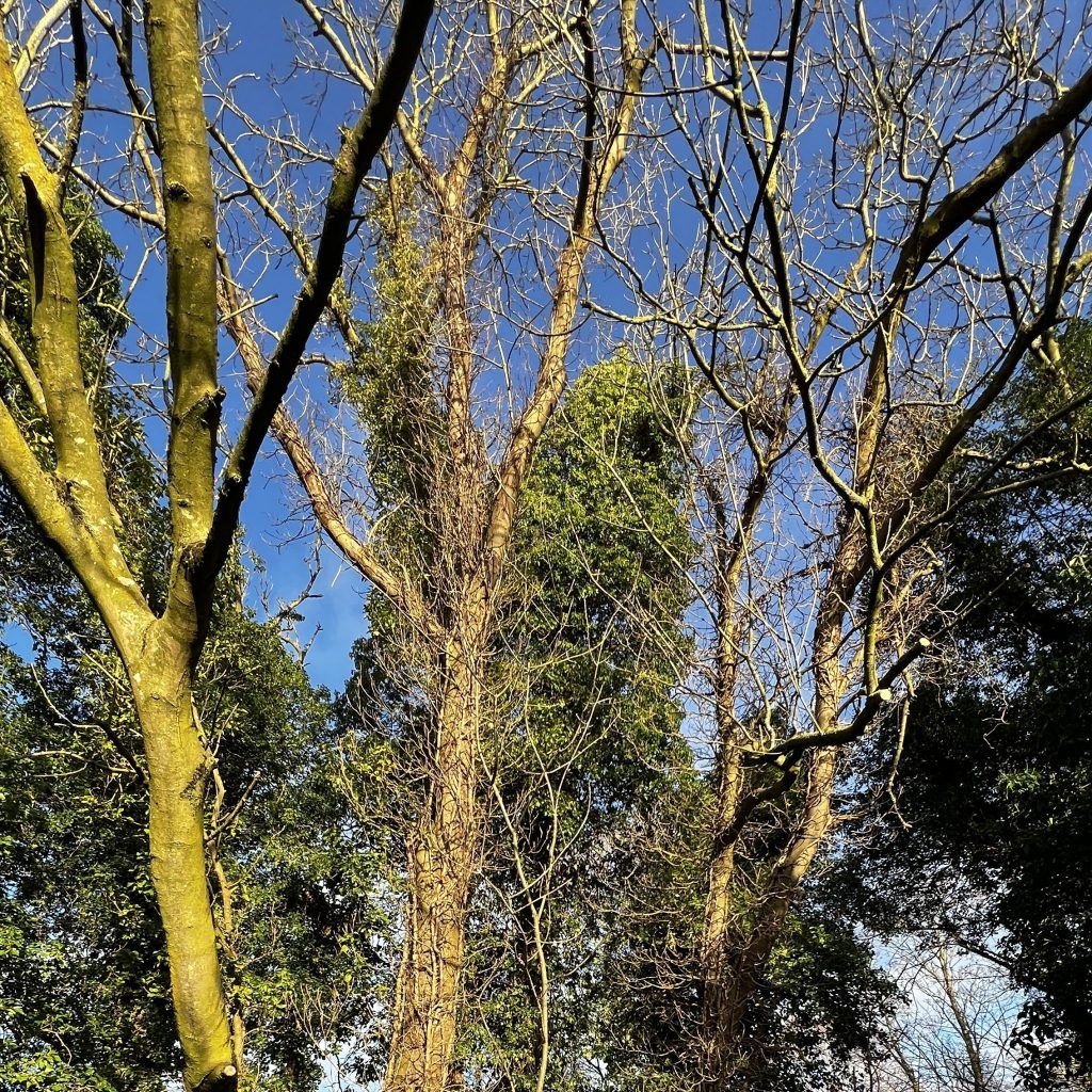 photo from the field, taken 2025