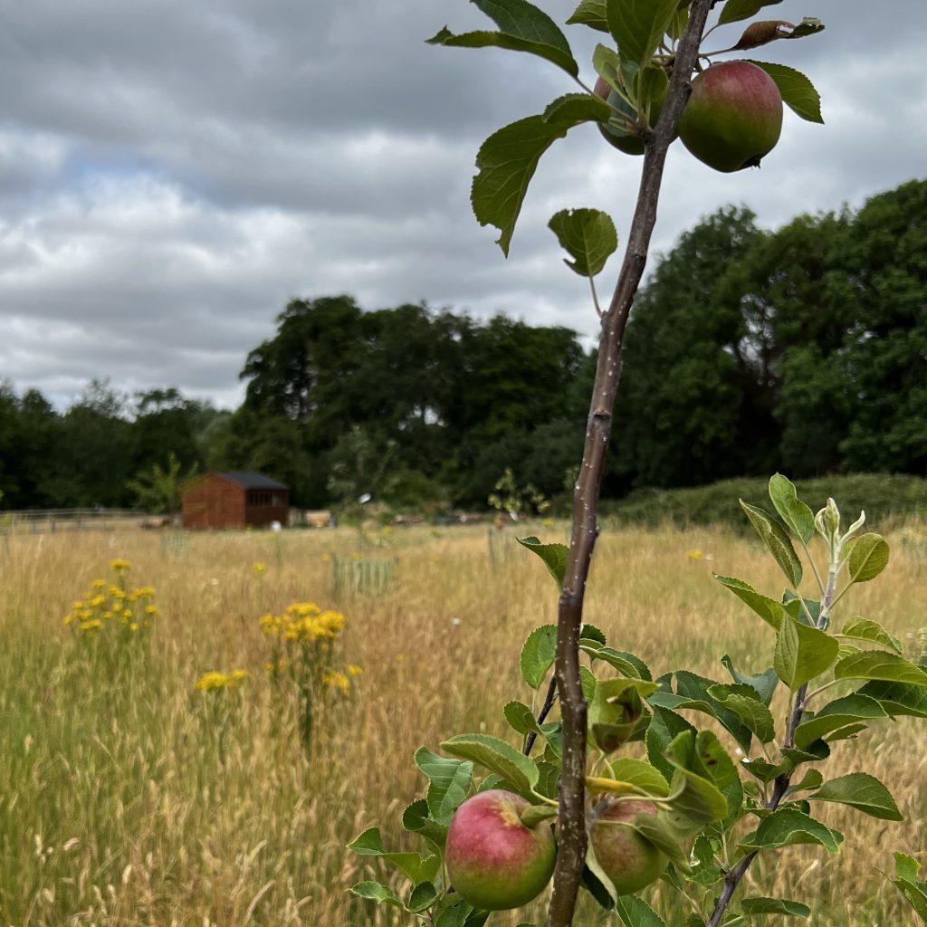 photo from the field, taken 2025