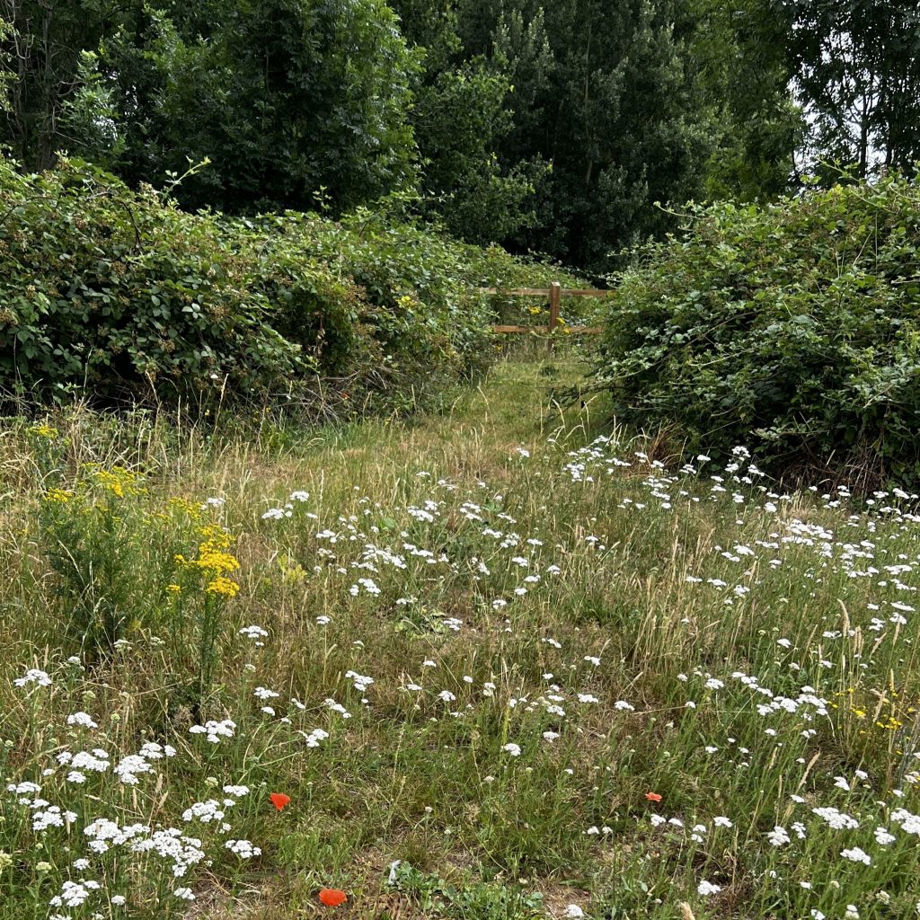 photo from the field, taken 2025