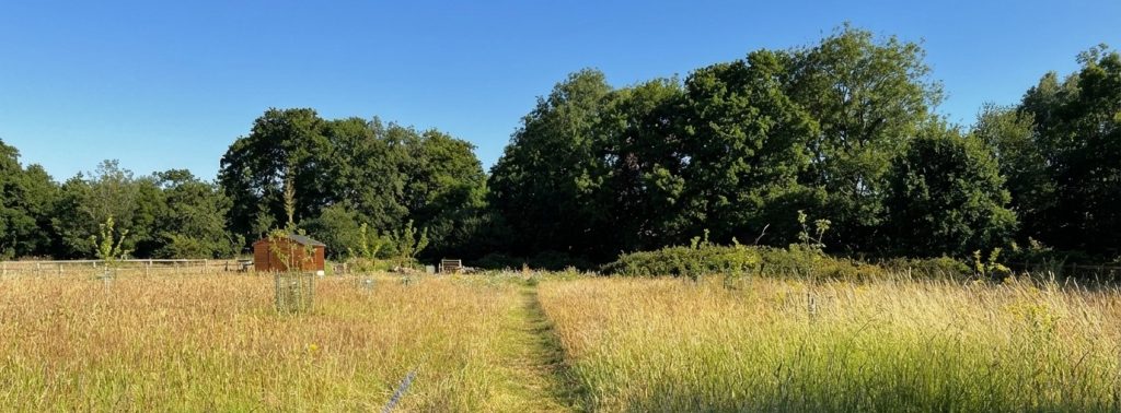 the field to be converted into a wild flower meadow